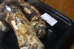matsutake_5567.jpg